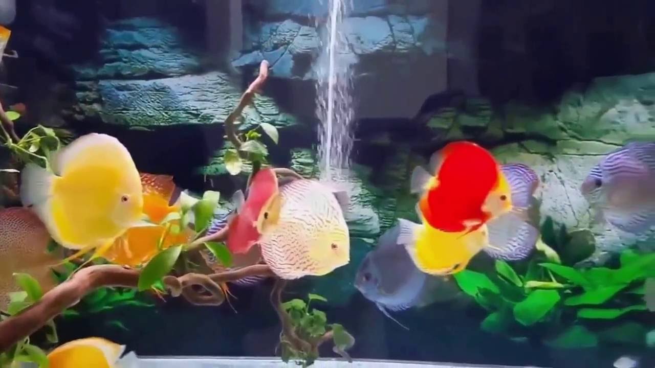 NEW Video Discus Symphysodon Fish