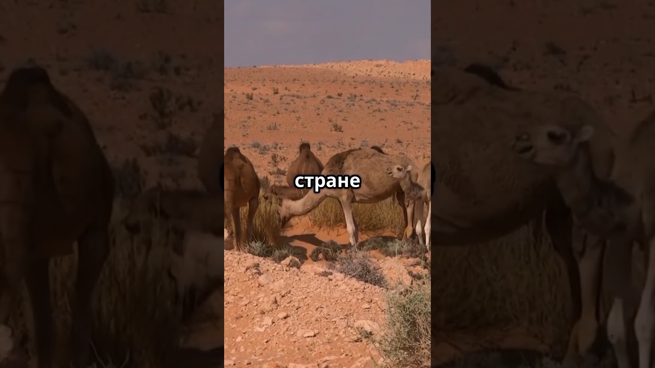 Топ 5 фактов о Сомали 🇸🇴 #top #five #facts #somalia #топ #пять #факты #сомали  #youtubeshorts