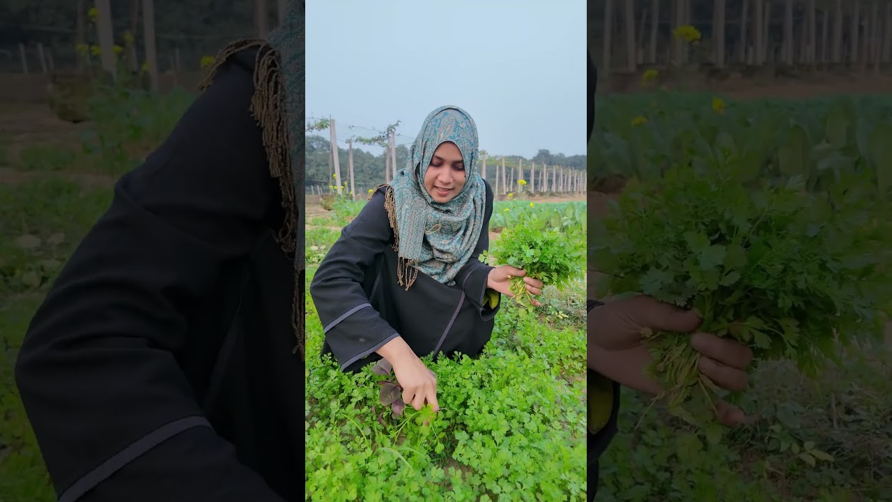 শরীরে ইনসুলিনের ভারসাম্য ঠিক রাখে ধনেপাতা!