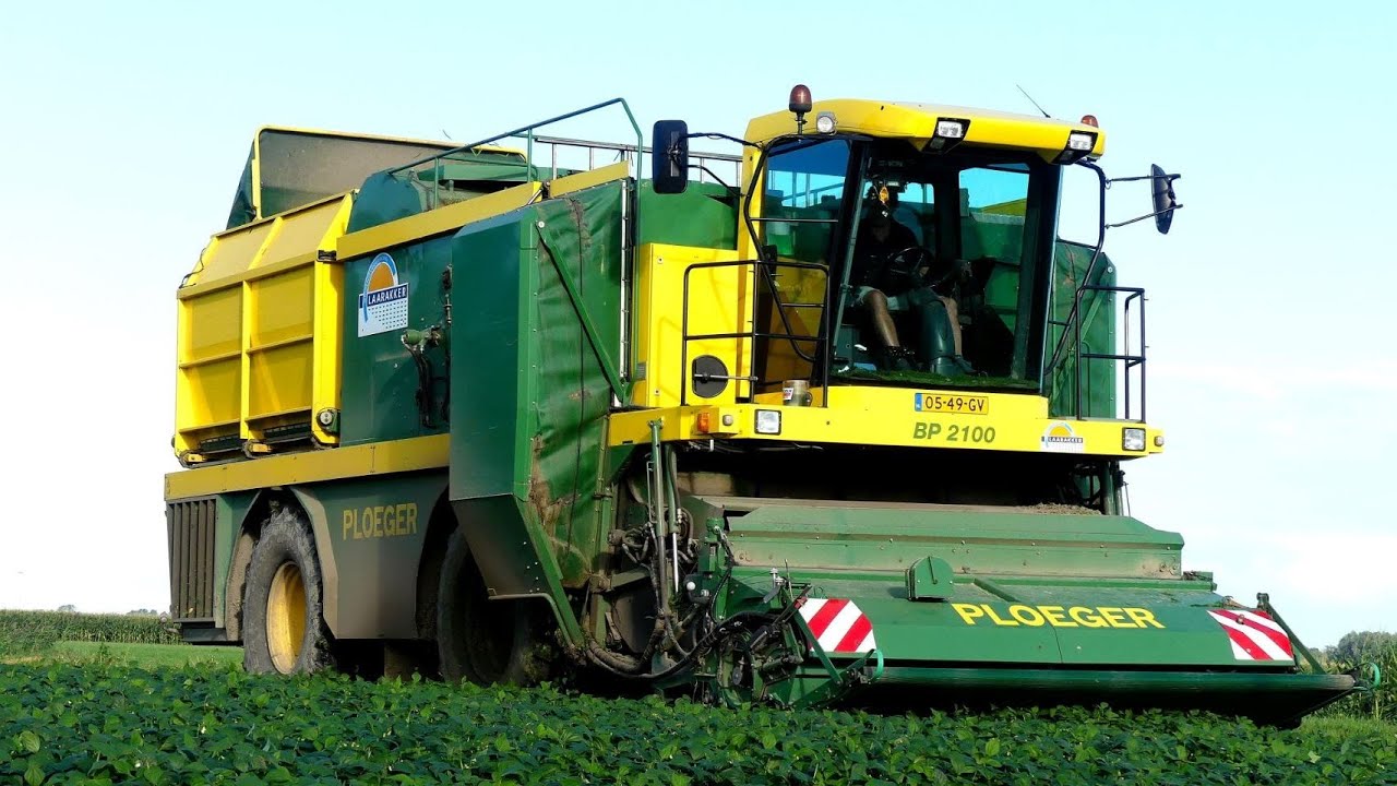 Sperziebonen oogst 2020 bij Ebelsheerd in Nieuw-Beerta.