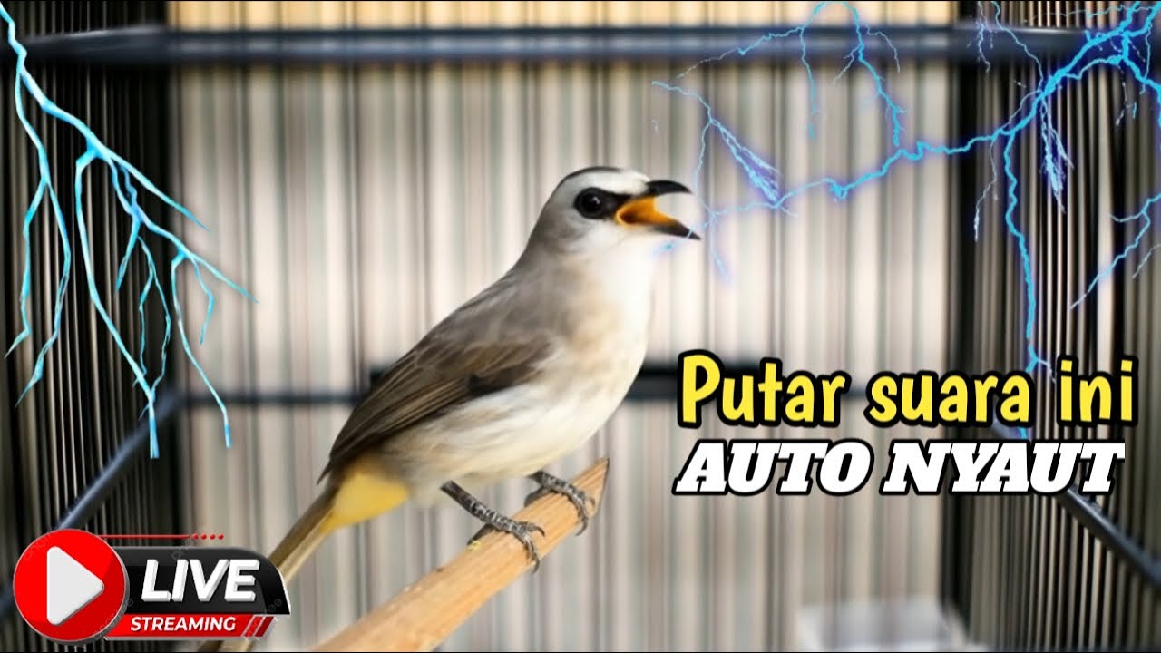 ROPELAN PANJANG TRUCUKAN GACOR cocok untuk latihan burung bahan agar mau bunyi