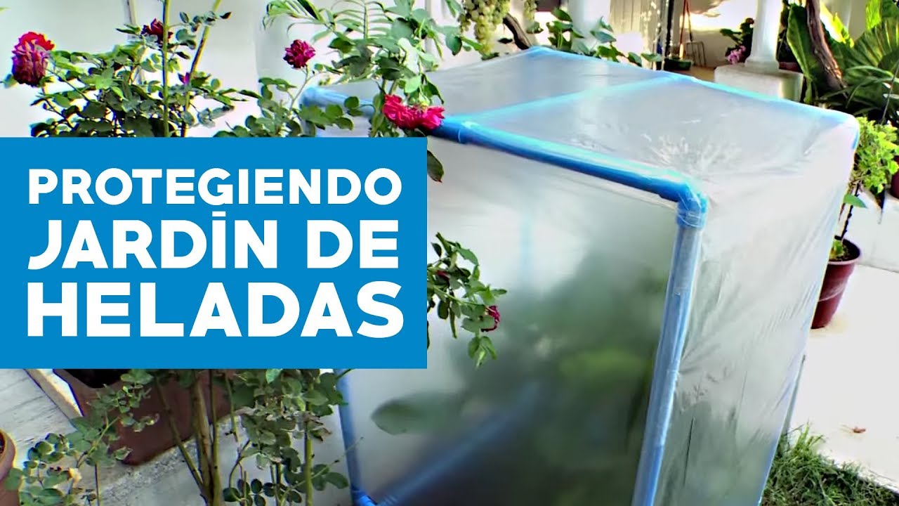 &iquest;C&oacute;mo proteger nuestro jard&iacute;n de las heladas?