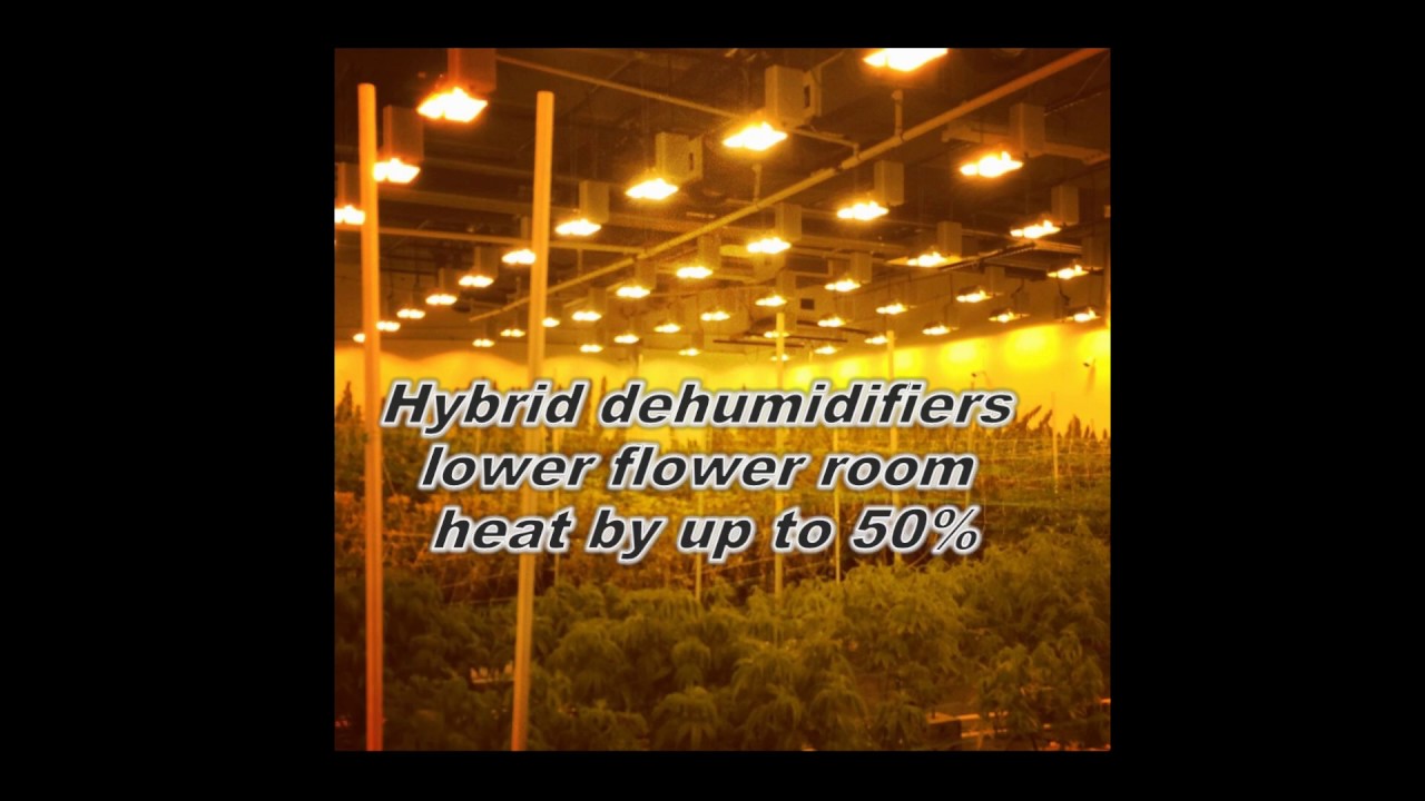 Reduce Electric Use in Your Cannabis Grow Room