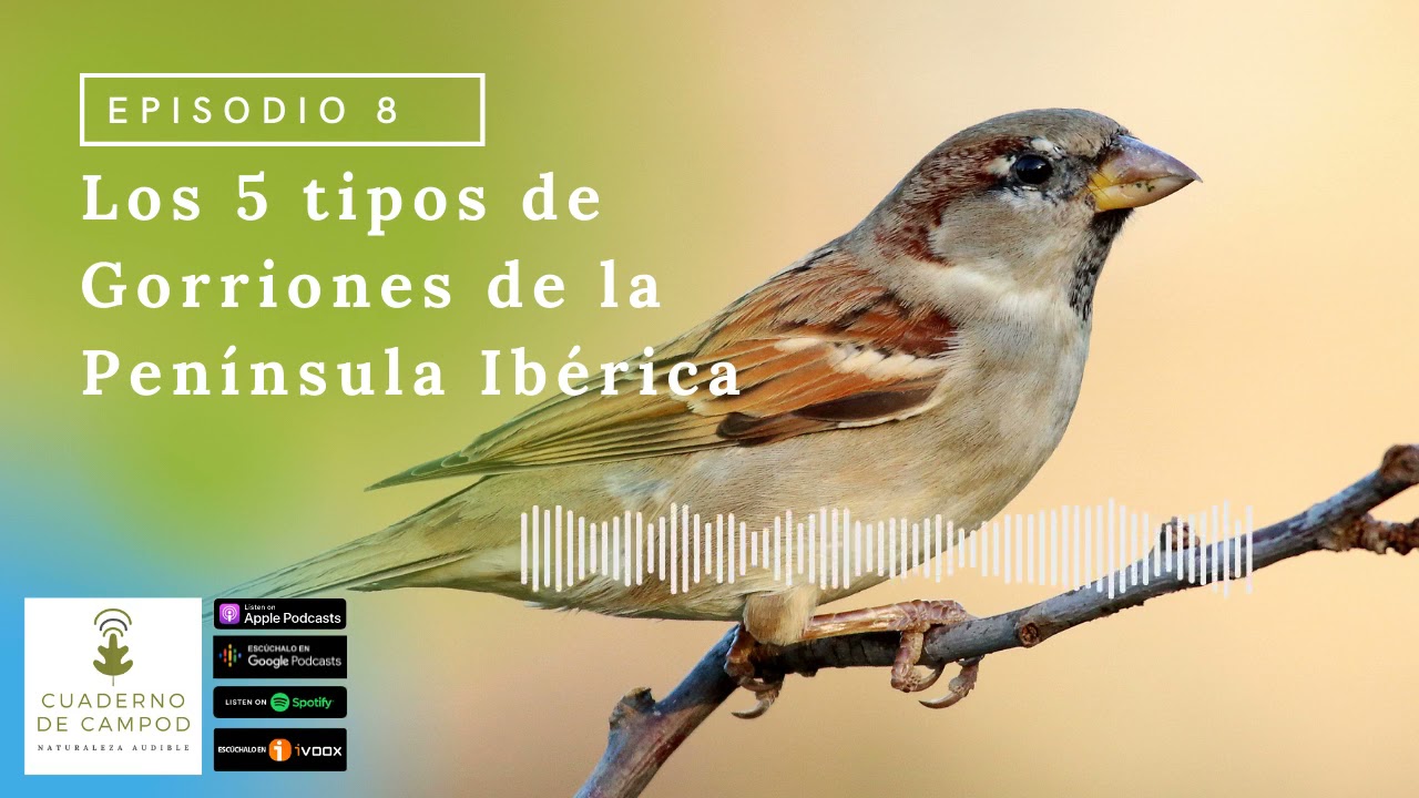 Los 5 tipos de Gorriones de la Península Ibérica