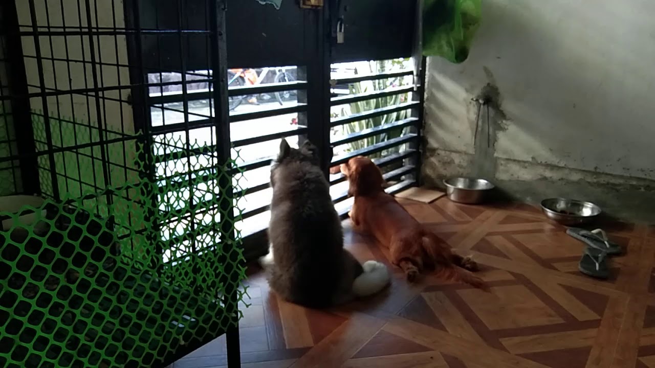 Oreo and Chim2x
