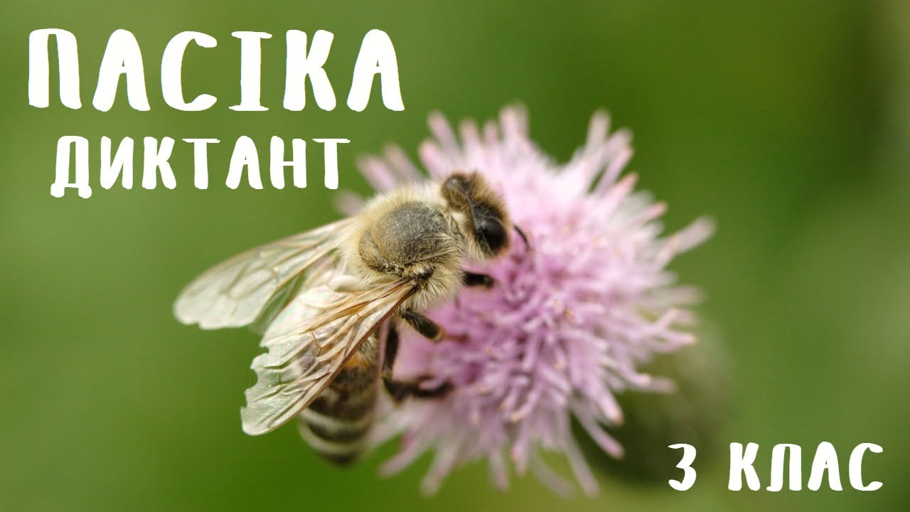3 клас. Диктант 