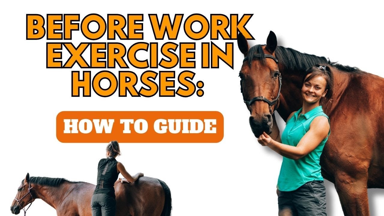 Before and After work exercises in Horse: STEP BY STEP GUIDE