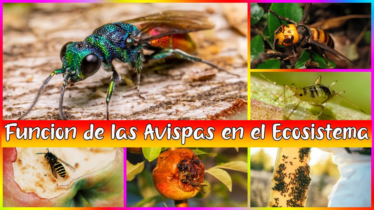 ¿Qué Función Tienen las Avispas en el Ecosistema? Importancia de las Avispas