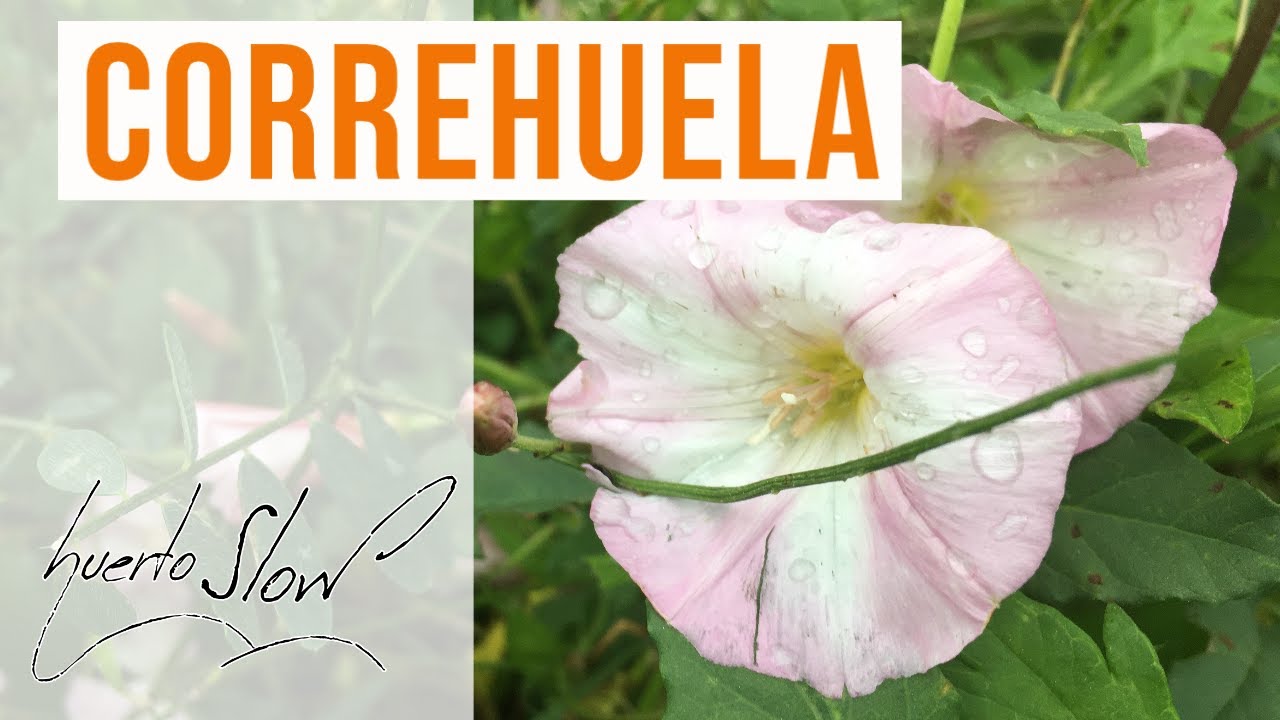 Correhuela (Convolvulus arvensis)