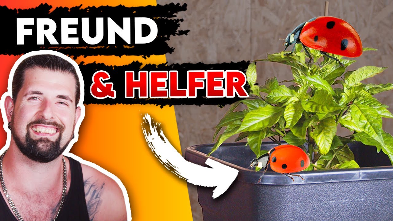 Sch&auml;dlinge vs. N&uuml;tzlinge | Die richtige Pflege eurer CHILI Pflanzen