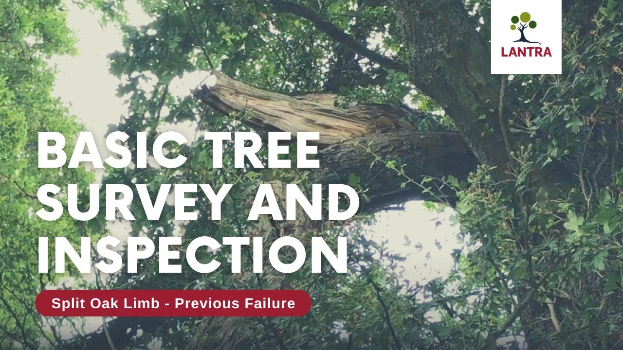 Basic Tree Survey and Inspection - 10. Split Oak Limb - Previous Failure