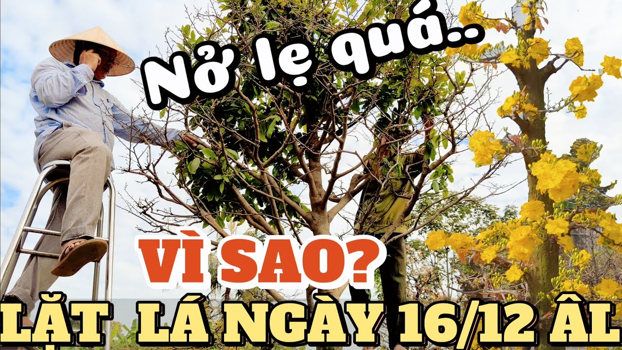 AE lặt lá ngày 12/12 bung trấu lẹ quá phải làm sao hãm nụ? Út Đực chọn các giống mai lặt lá ngày 16