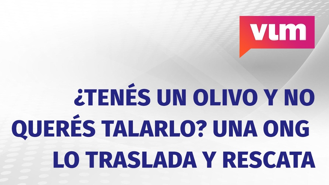 ¿Tenés un olivo y no querés talarlo? Una ONG va a tu casa y lo traslada para rescatarlo