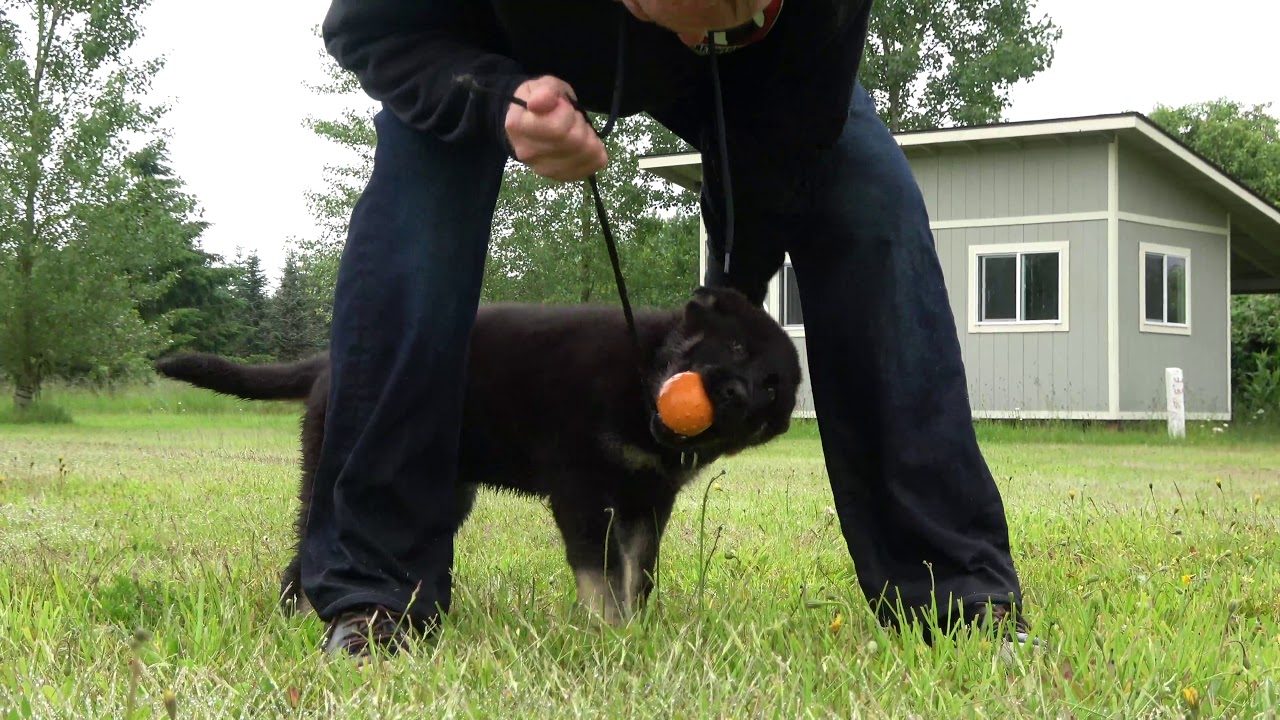 Work is play! Konan associates his training to having fun, so he never has to dread going to work!