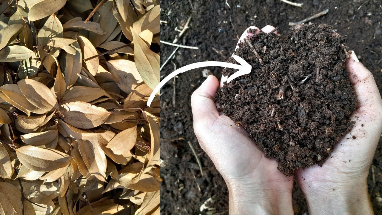 Como fazer terra Vegetal com folhas secas?