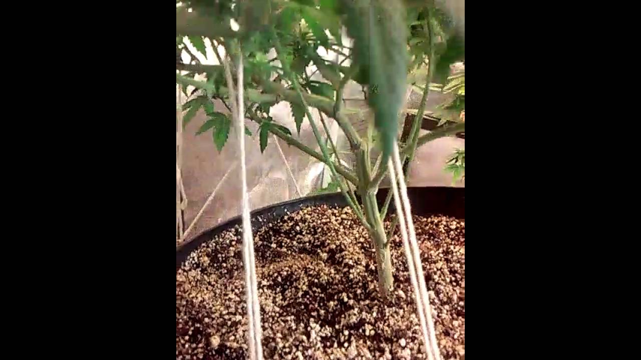 T5 8 bulb Og Kush 4 weeks flowering