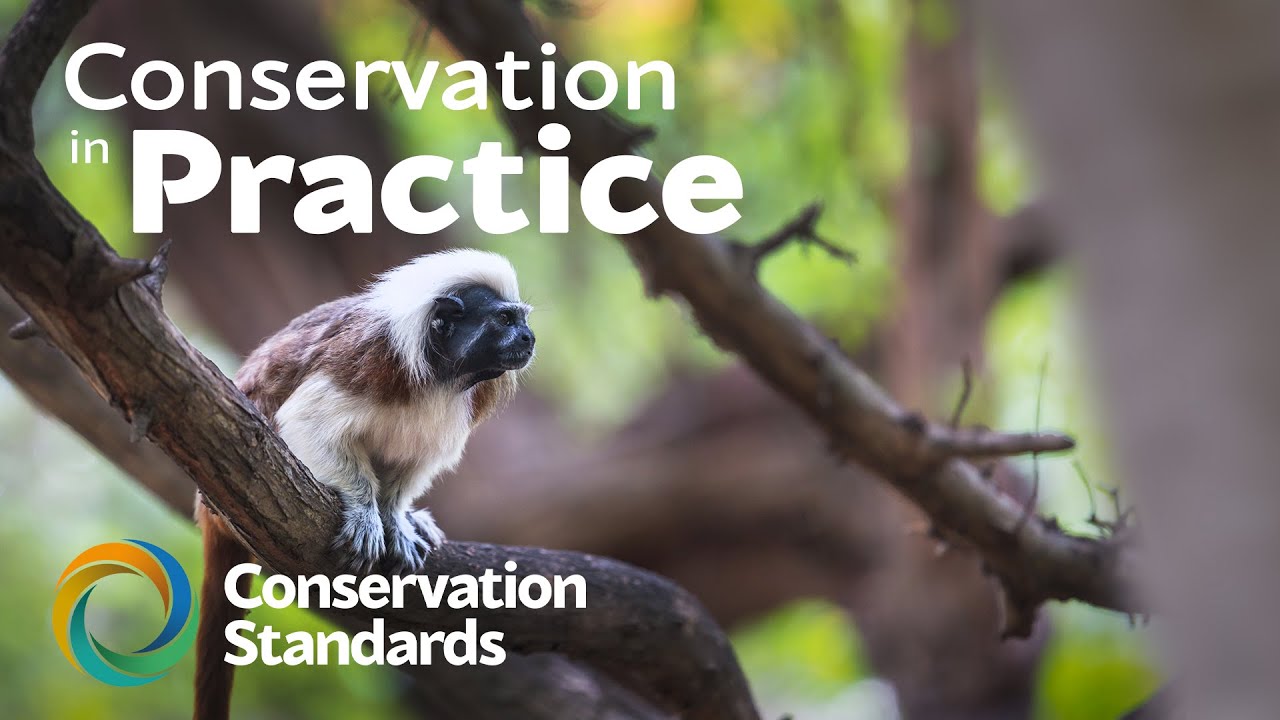 Conservation in Practice | Proyecto Tití