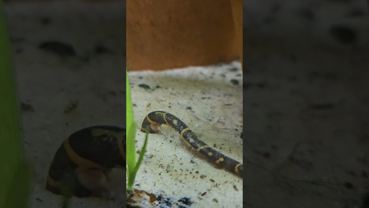 Kuhli Loach filtering sand to find a meal #aquarium #fish #aquascape #animals