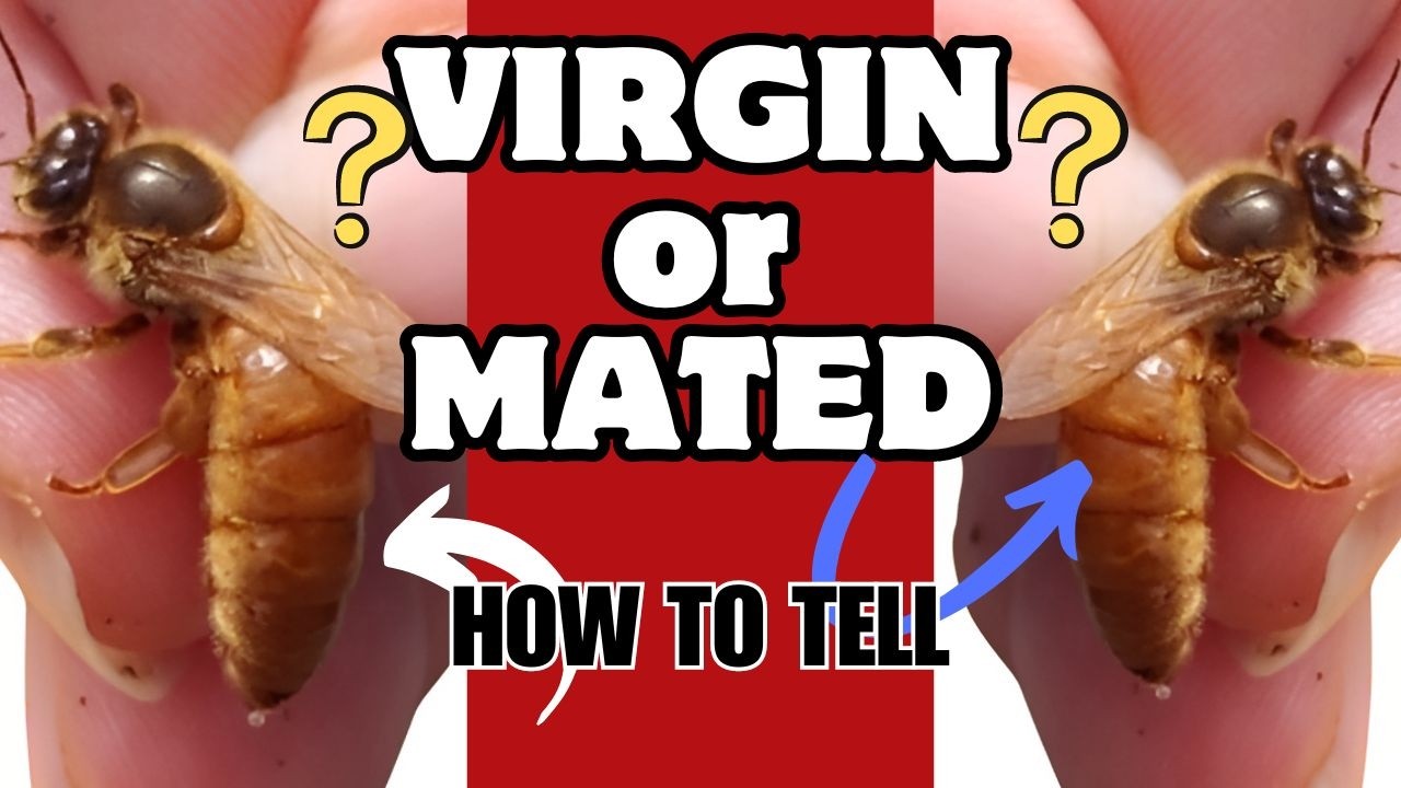 How To Tell A If a  Queen is a Virgin or Mated  #beekeepingtips
