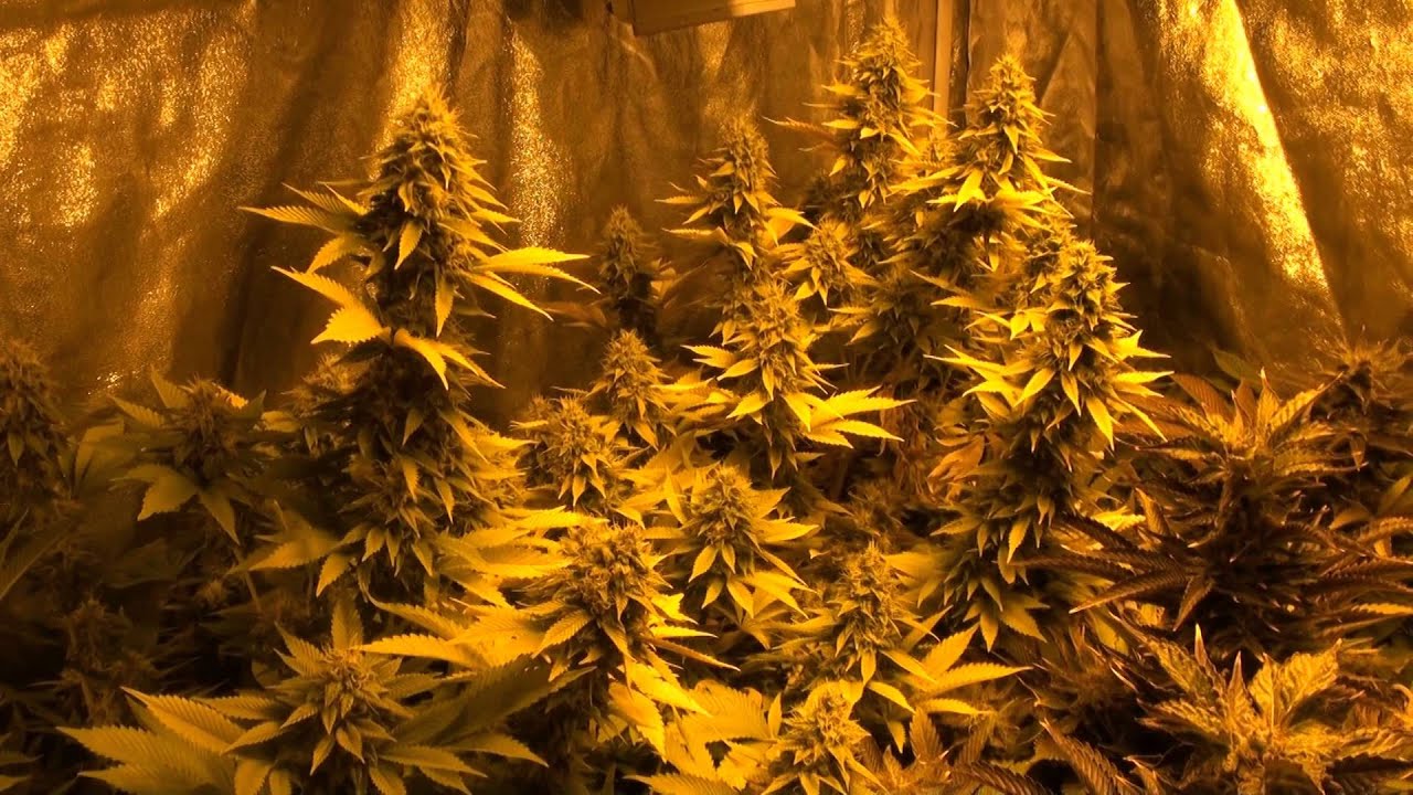 1000w HPS Tents Day 25 & 48