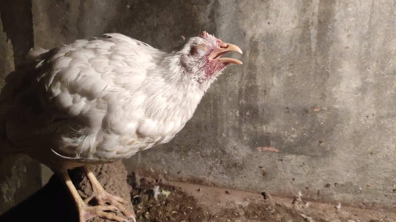 CRD & CCRD in Poultry Farming | Poultry Diseases and their Control