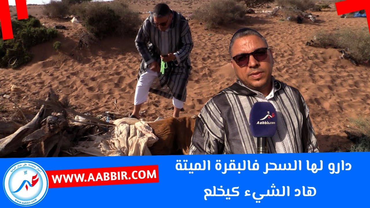 دارو لها السحر فالبقرة الميتة  هاد الشيء كيخلع ما بقات ثقة المعالج سعيد السوسي يروي التفاصيل