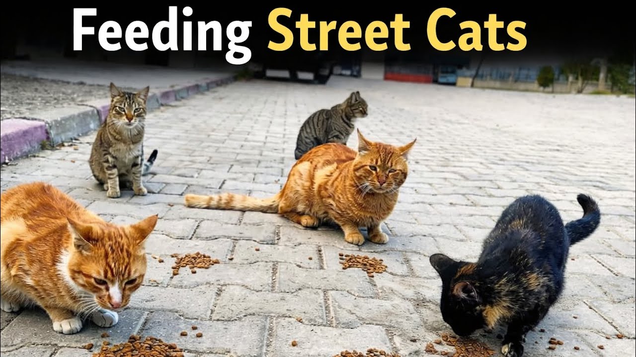 Feeding Street Cats Together | They Were Waiting for Food