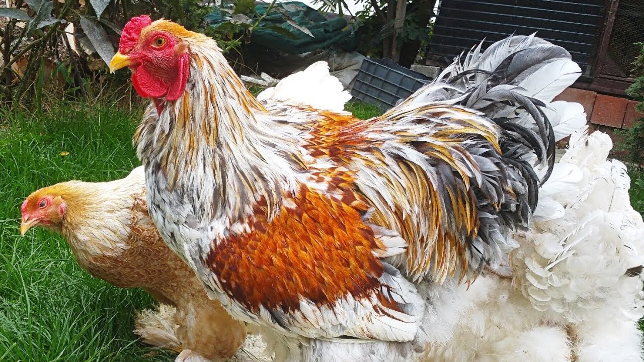 Huge Chickens Brahma Splash Orange