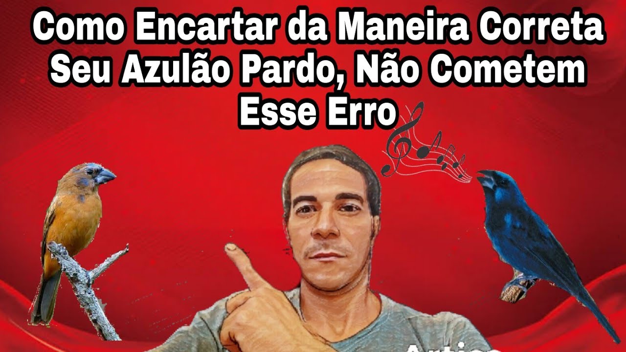 Manejo Certo Com Azul&atilde;o Pardo/ Erros ao Tentar Encartar Azul&atilde;o Pardo, Como Encartar Da Forma Correta