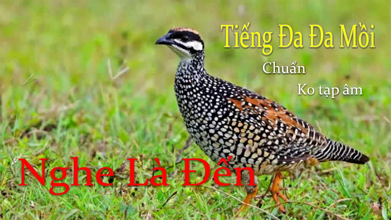 Tiếng Chim Đa Đa Mồi Gáy, File Bẫy Chuẩn MP3 #tiengdada