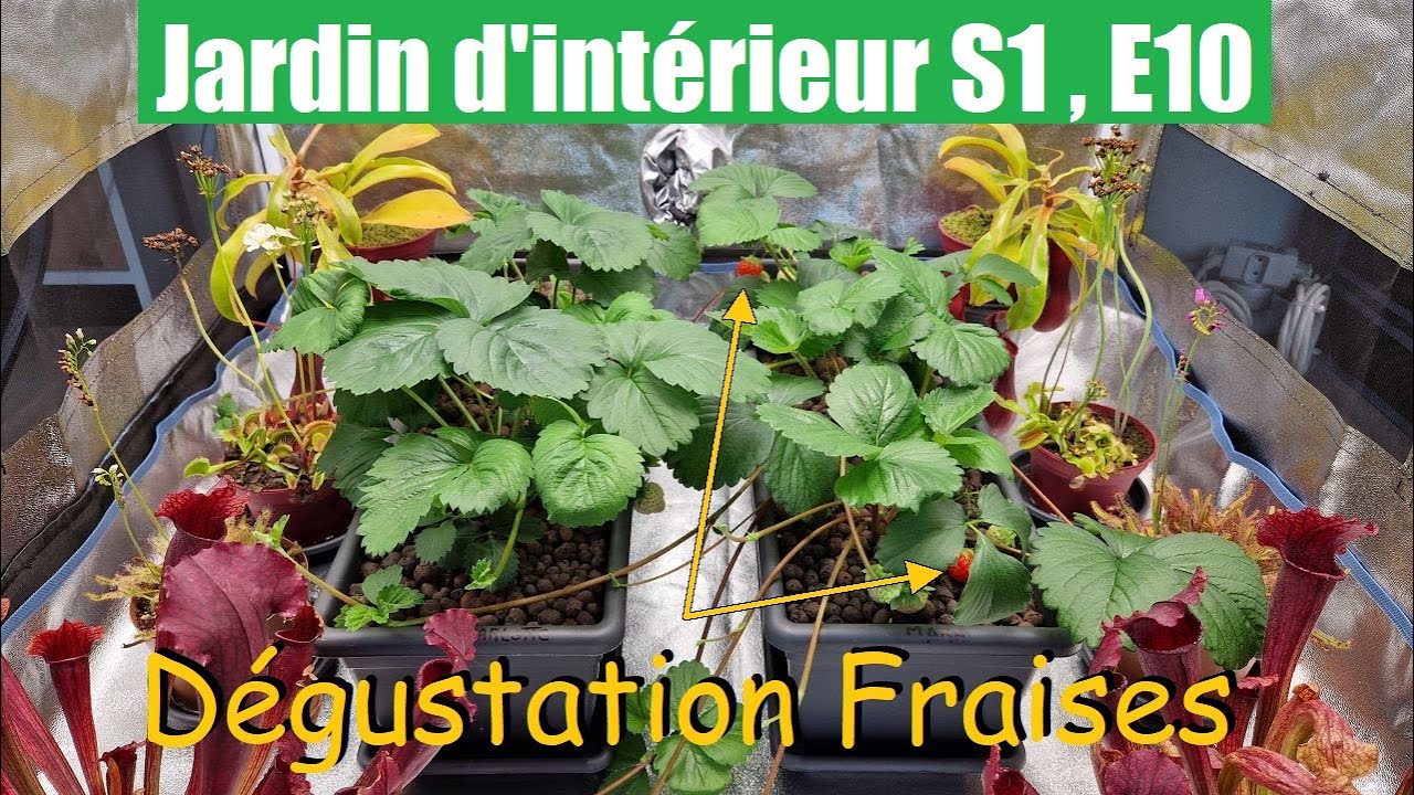 Dégustation des Fraises et Focus sur les plantes Carnivores, Mon Jardin d'intérieur S1 , E10.
