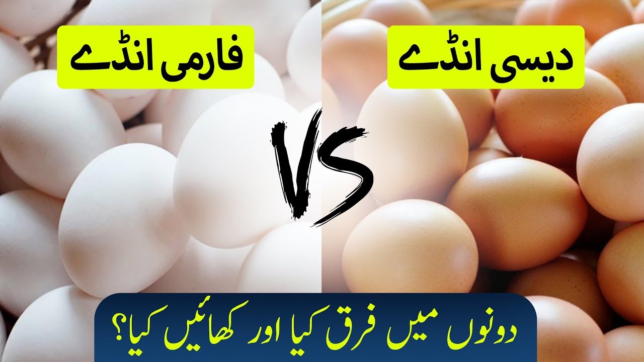 Difference Between Brown and White Eggs in Urdu | Ilmogram