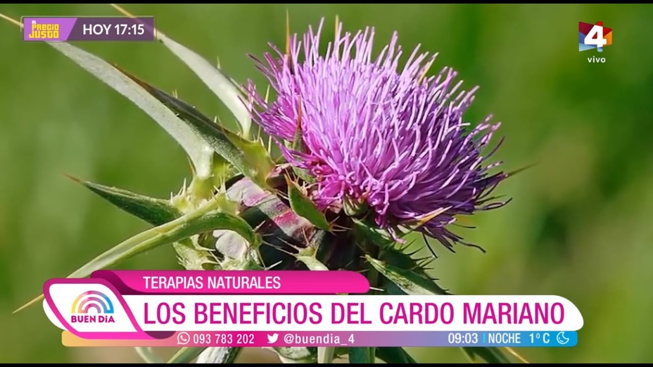 Buen Día - Terapias Naturales: Los beneficios del Cardo Mariano