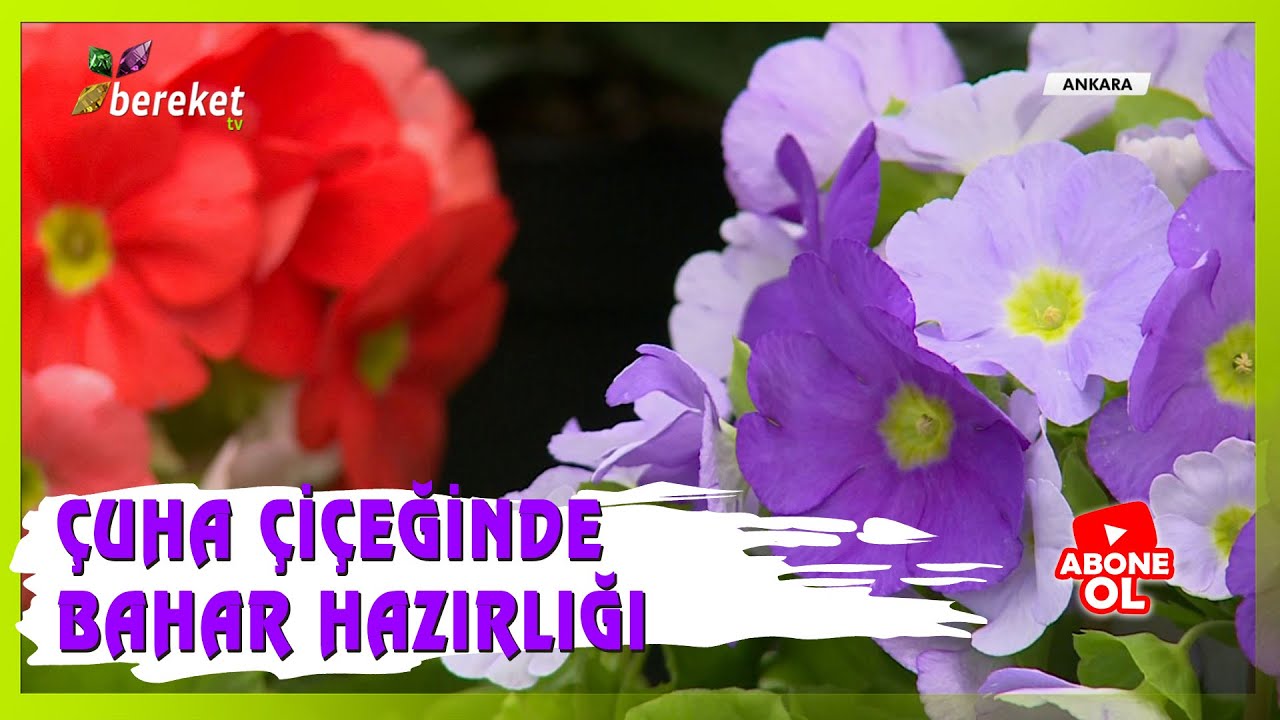 Bahçıvanın Elinden - Primula (Çuha) Çiçeği Bakımı ve Üretimi