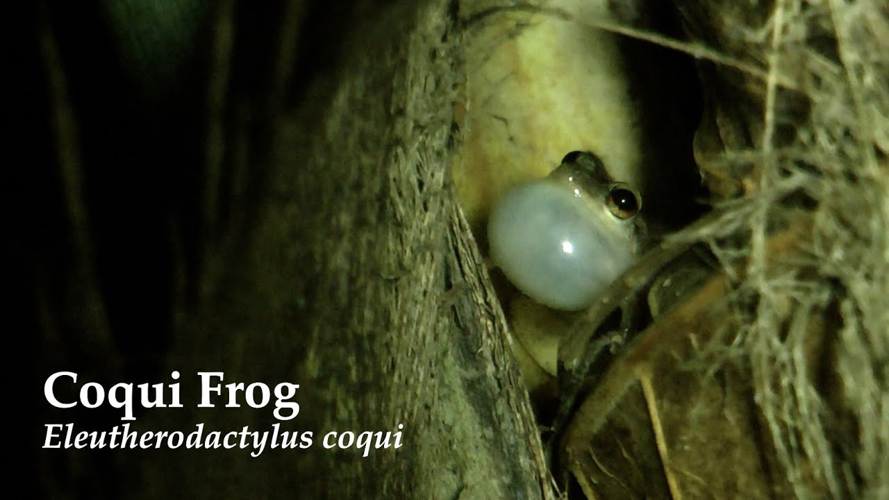 Coqui Frogs Calling in Puerto Rico