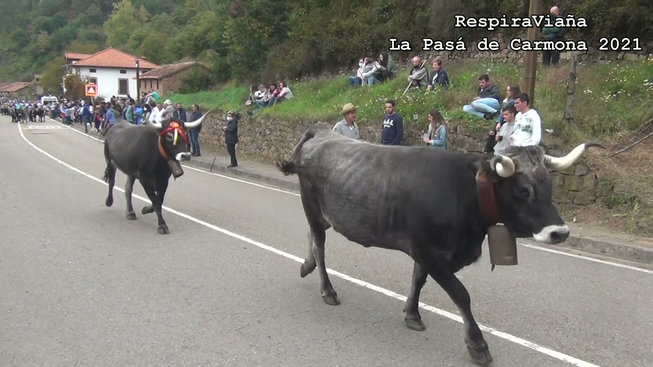 La Pasá de Carmona 16-10-2021