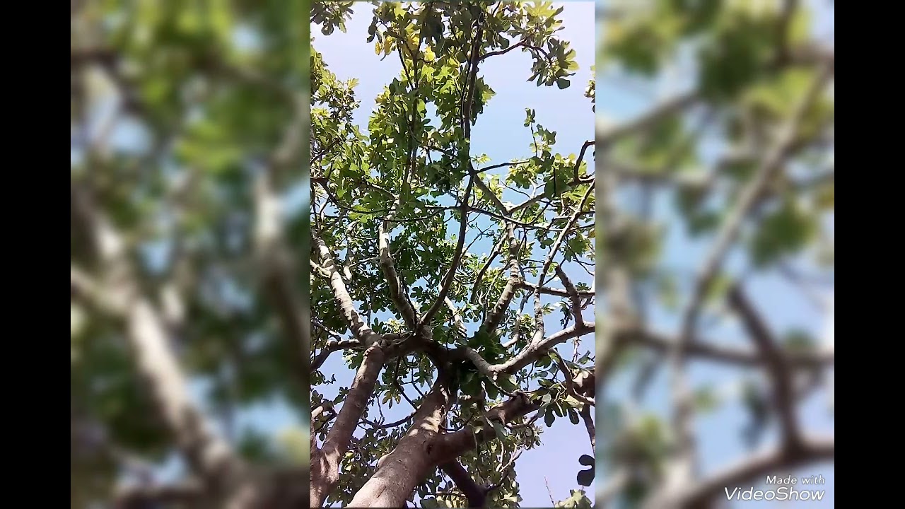 دخول الحسون الأروبي المهاجر للجزئر ، وإعادت فمالة مهاجرة صغيرة الحجم للطبيعة ،كمل الفيديو
