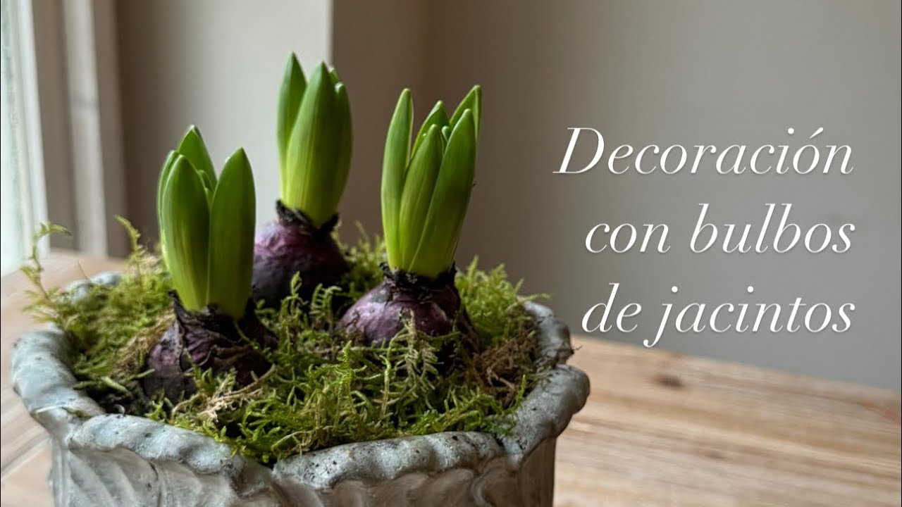 decoración con bulbos de jacintos