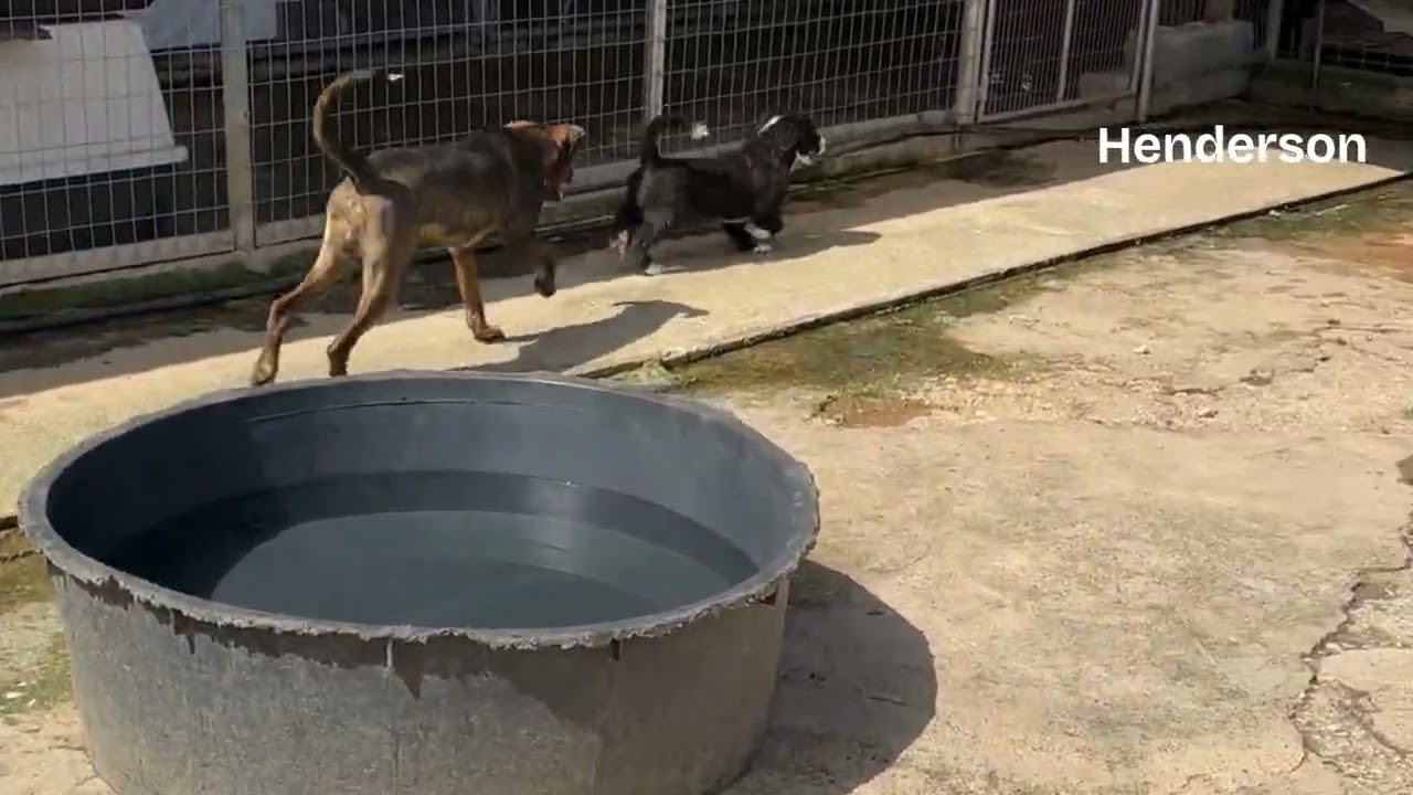 Dog Walk (song) with the shelter dogs of the Souda Shelter on Crete