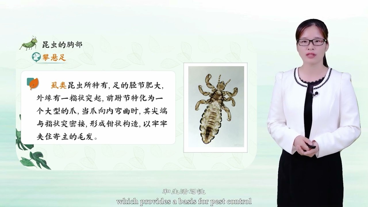 2. The Thorax of Insect