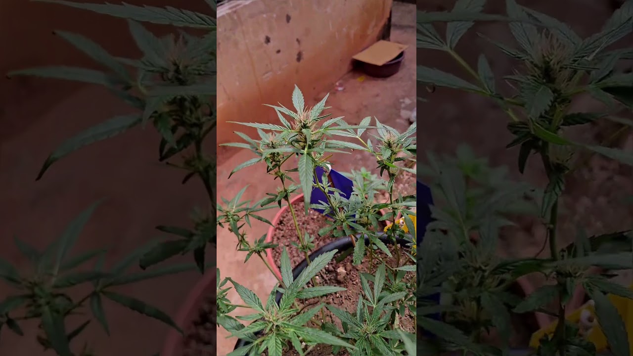 Manga rosa 🥭 Flora&ccedil;&atilde;o🍁 prensado! #grow #vega #indoorplants #420 #weed #shorts #cannabisgrowers #weed