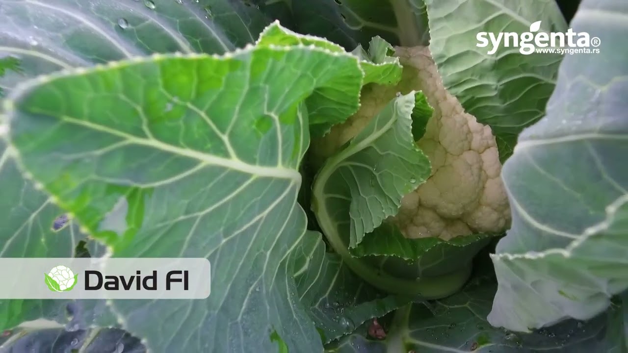 KARFIOL sa najvećom cvasti - za DOMINACIJU NA TRŽIŠTU! DAVID Syngenta