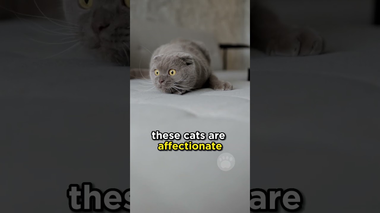 Шотландская вислоухая кошка (Полная версия &uarr;) #кошки