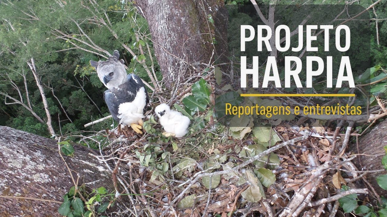 Registros inéditos de harpia em Rondônia