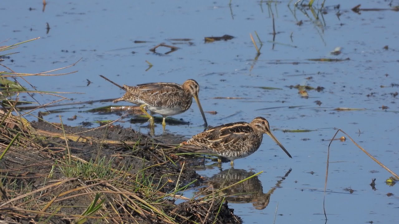 Neue Vogelerlebnisse im Ried