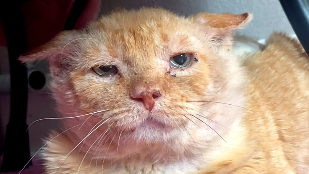 I took this 'grandpa' street cat home. Here's what happened.