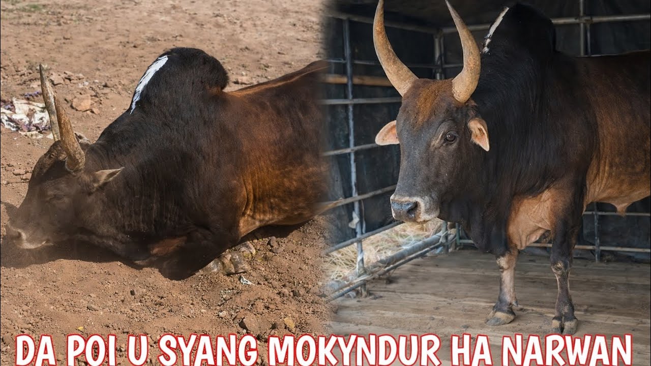 Da wan u Syang Mokyndur ha Shnong Narwan ban iakhun bad u Satya ha ka 21/2/26 