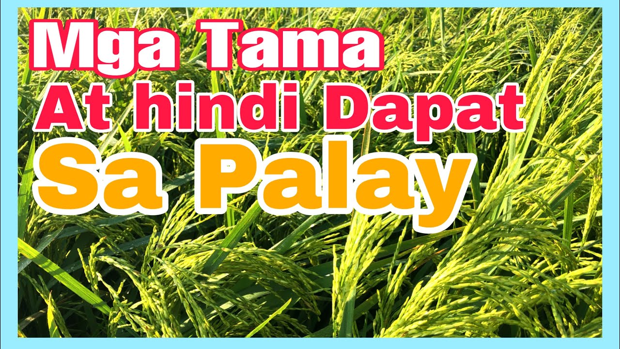 MGA TAMA AT HINDI DAPAT GAWIN SA TANIM NA PALAY PARA HINDI MASAKTAN