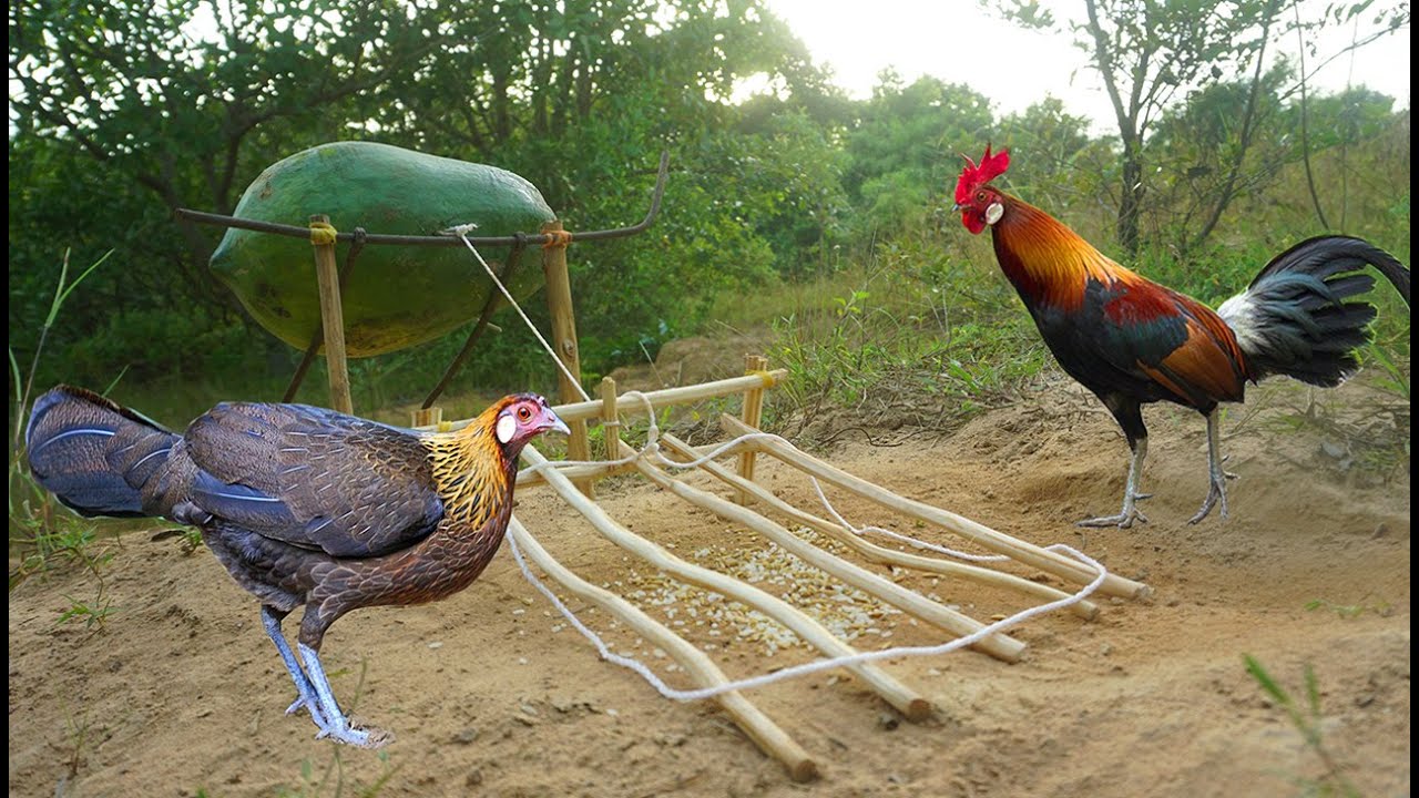 Simple  Unique Wild Chicken Trap Using Wood & Papaya