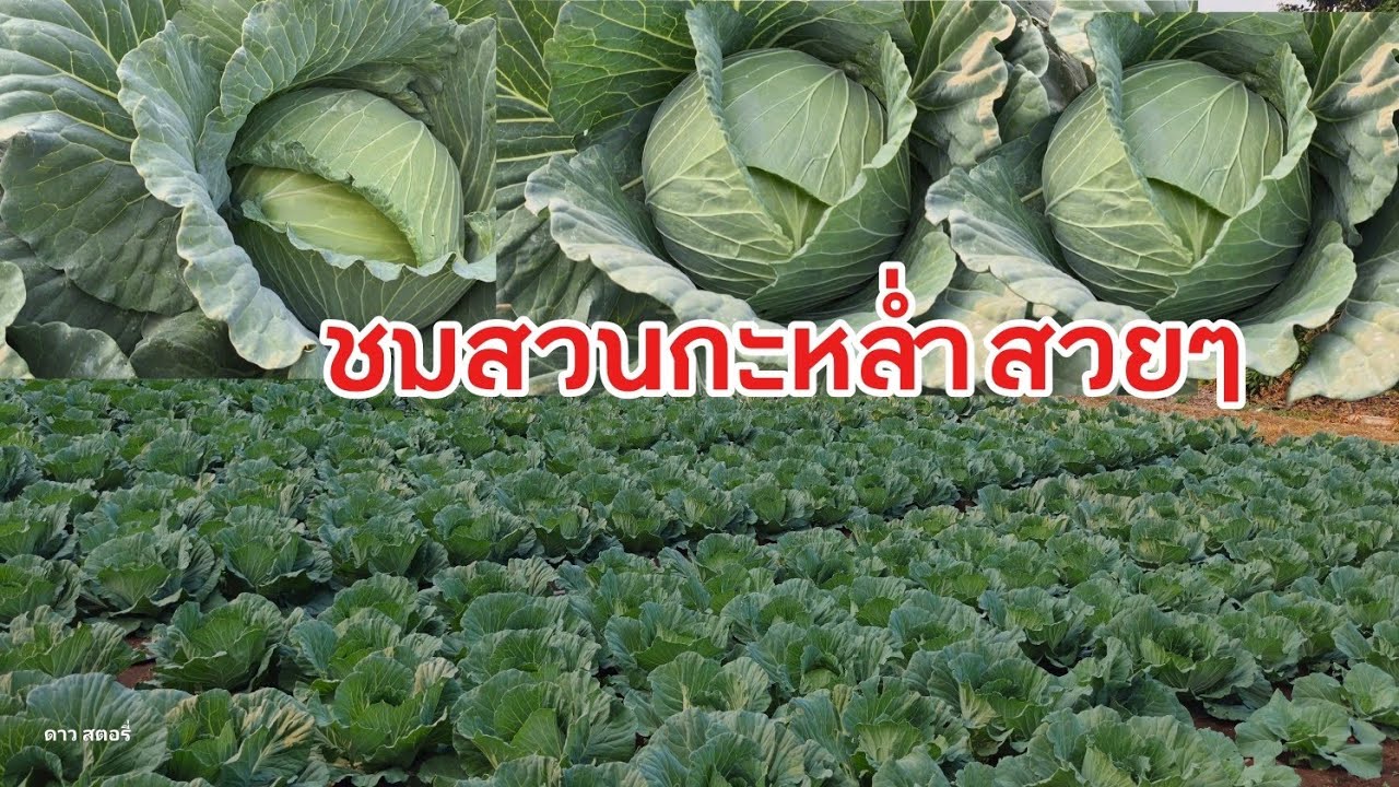 ชมสวนกะหล่ำสวยๆ